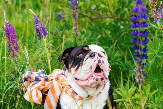 Black and white English Bulldog wearing a scarf out for a walk sitting in the grass
