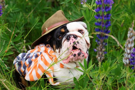 Black and white English Bulldog wearing a scarf and hat out for a walk sitting in the grass