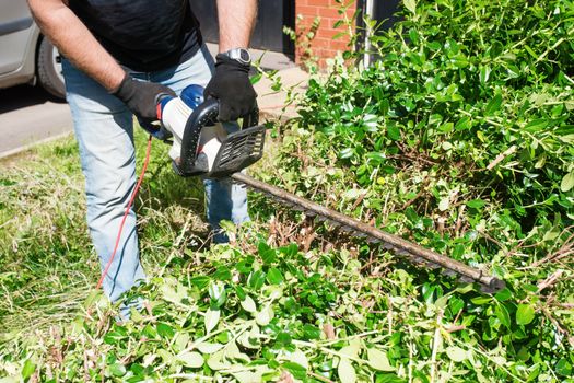 man cutting and trimming bushes and hedges