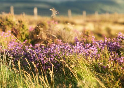 Heather on to of hill