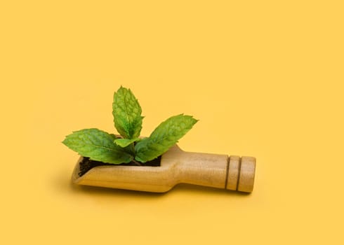 fresh mint leaves in wooden eco spoon