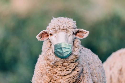 sheep with medical mask in the field