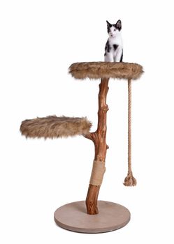 Cute kitten on top of a modern scratch pole