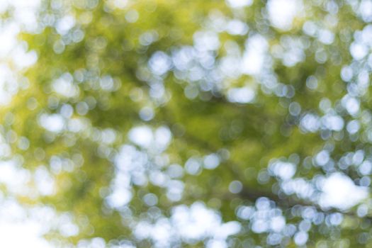 abstract blur of nature with the bokeh of light through the trees as a background image