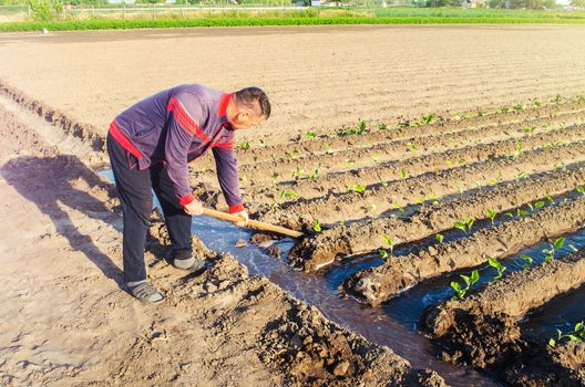The farmer manages the irrigation of the plantation field with a shovel. Irrigation system, shut-off and flow redirection. Care of agricultural plants. Heavy watering. Manual labor. Agriculture farm