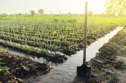 Irrigation canals with water on the plantation field. Water supply system, cultivation in arid regions. Agronomy. Rural countryside. European farm, farming. Caring for plants