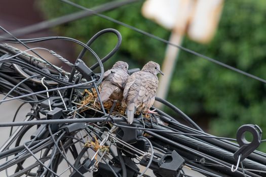 Pair of dove birds making their nest in some light cables. Urban nature