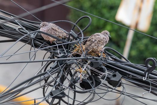 Pair of dove birds making their nest in some light cables. Urban nature