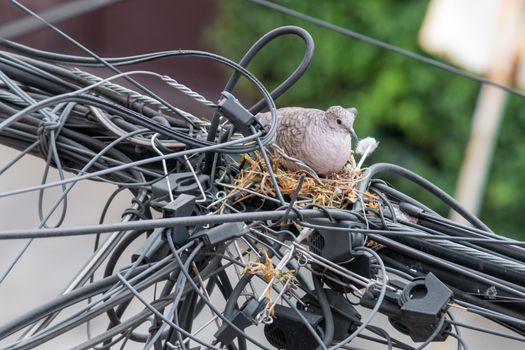 Pair of dove birds making their nest in some light cables. Urban nature