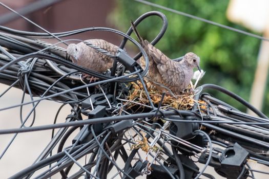 Pair of dove birds making their nest in some light cables. Urban nature