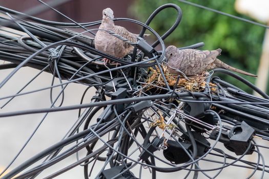 Pair of dove birds making their nest in some light cables. Urban nature