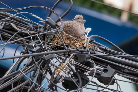 Pair of dove birds making their nest in some light cables. Urban nature