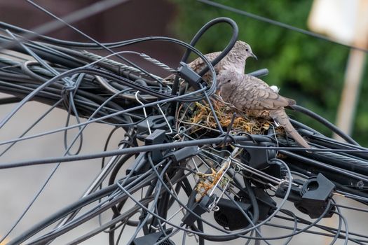 Pair of dove birds making their nest in some light cables. Urban nature