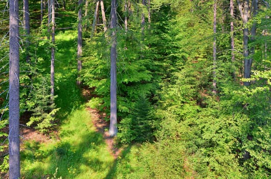 View into a green forest with deciduous and coniferous trees.