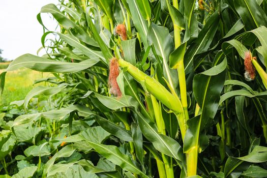 Unripe green corn in the garden. Corn stalks, flowers and leaves on  a sunny day.