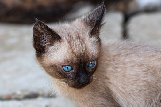 Close up of playful little cat, little brown tan kitten with beautiful blue eyes,