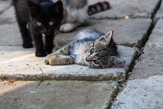 Close up of cute little kittens, sitting or playing outdoor in garden.