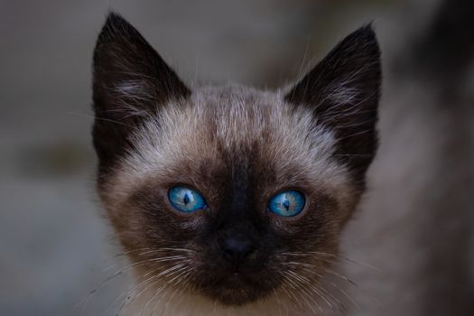 Close up, focus on beautiful blue eyes of a little brown tan kitten,
