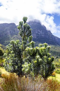 Silver tree Leucadendron argenteum in Kirstenbosch National Botanical Garden panorama, Cape Town, South Africa.