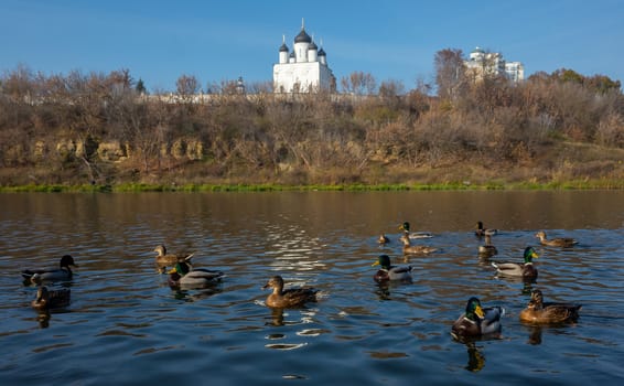 A flock of ducks on a pond against the background of an Orthodox Church on a warm autumn day.