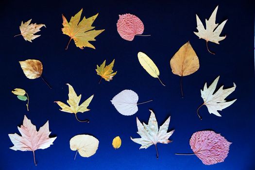 autumn leaves on a blue background close-up