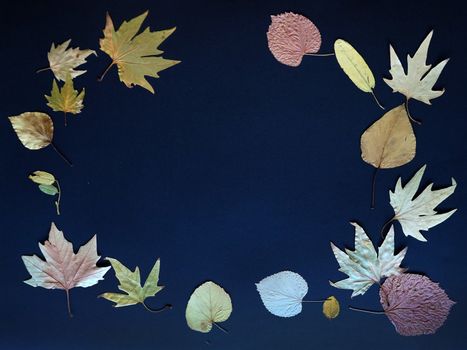 autumn leaves on a blue background close-up, copy space