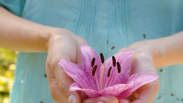 Close up beautiful pink lily flower in female hands. Country life, nature, gardening