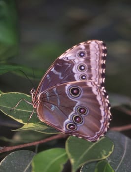 tropical swallowtail moth on a leaf