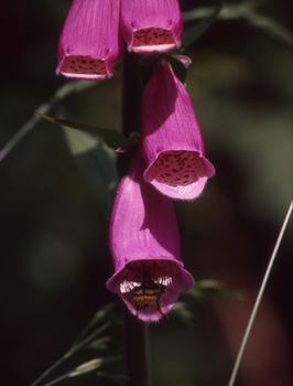 red foxglove flowers are visited by Hummel