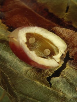 Gall with eggs of the gall wasp