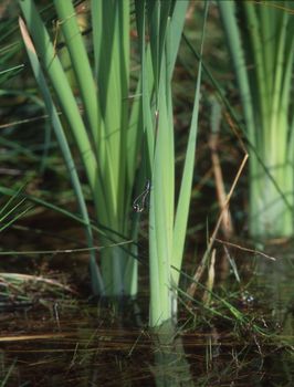 Maidens in the reeds mating