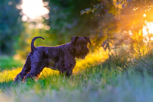 Dog walking through the woods at sunset.
