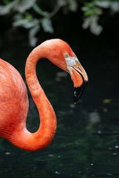 Close up portrait of an American flamingo, large water bird profile