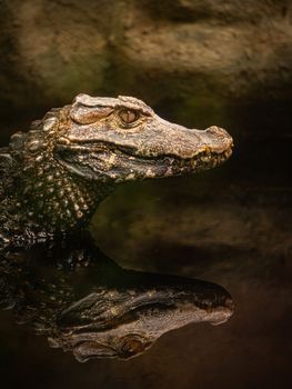 Portrait of caiman reflected in the water of a swamp, spectacled caiman also known as the white caiman