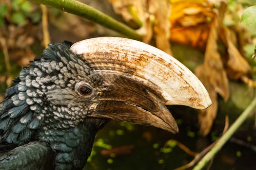 Portrait of silvery-cheeked hornbill, large species of bird found in Africa, volatile with huge beak