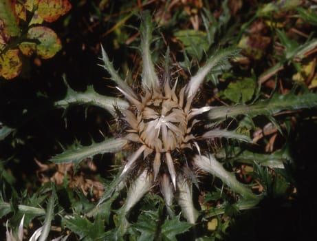 Silver thistles on the green meadow