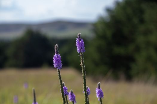 A close up of a purple Gayfeather flower in the wild of Nebraska . High quality photo