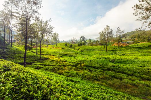 Green tea gardens plantations covered in morning sunlight. Kandy, Sri Lanka