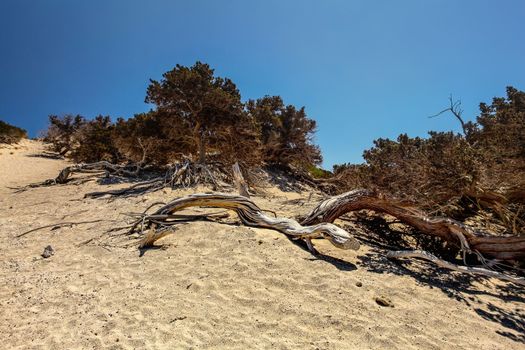 Dry large-fruited juniper (Juniperus macrocarpa) trees on sandy hill with deep blue sky in background. Chrysi island, Ierapetra, Greece