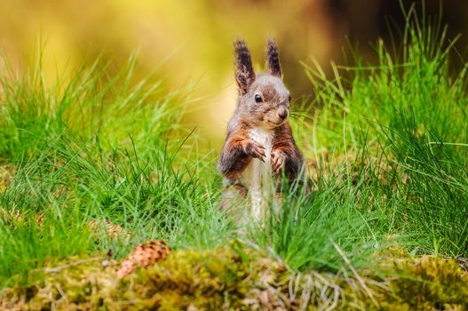 Eurasian red squirrel (Sciurus vulgaris) sitting in fresh green grass with moss and conifer cones in foreground and blurred forest in background.