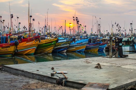 Mirissa, Sri Lanka - April 14, 2017: Lazy stray dog laying in front of colorful boats in Mirissa port with sun rising in the background.