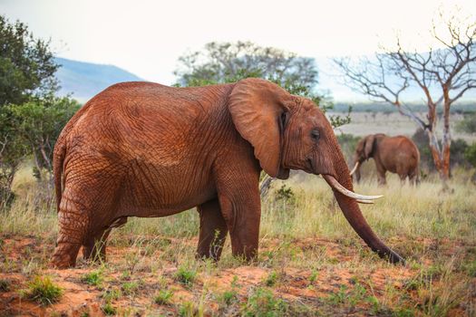 African bush elephant (Loxodonta africana) covered with red dust and soil walking on savanna spotted on safari in Tsavo East national park, Kenya.