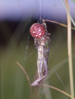 red four-spot garden spider eats grasshopper
