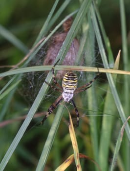 Wasp spider in the web between blades of grass
