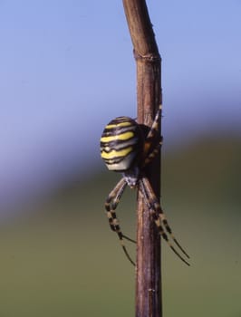 Wespenspinne sitzt auf Grashalm