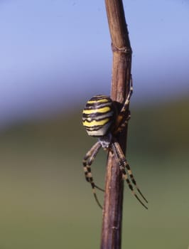 Wasp spider sits on a blade of grass