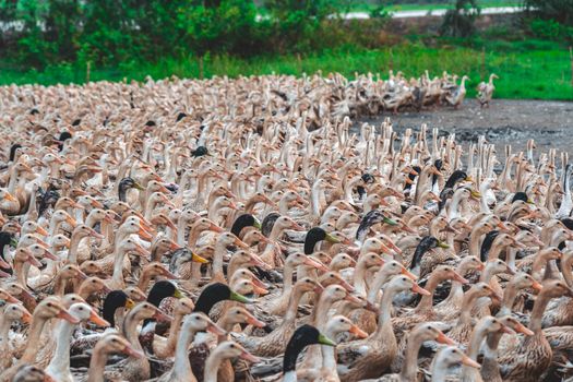 A lot of ducks in vietnam, industry farm concept