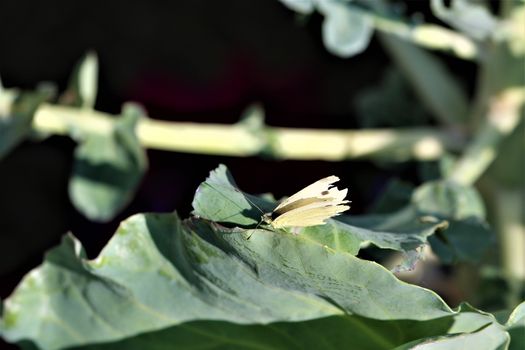One cabbage white butterfly on a zucchini leaf