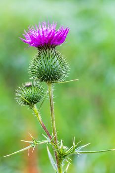Spear Thistle (Cirsium Vulgare), the spear thistle, bull thistle, or common thistle, blooming outdoor in summer