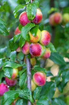 Raw red plum mirabelle fruit growing on tree. Prunus domestica, Czech Republic